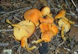 Chrysomphalina aurantiaca image