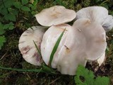 Lactarius pallescens image