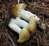 Tricholoma arvernense image