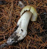 Tricholoma arvernense image
