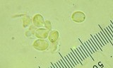 Tricholoma arvernense image