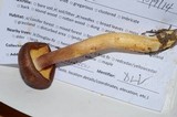 Tricholomopsis rutilans image