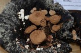 Asterophora lycoperdoides image