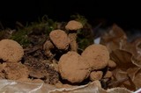 Asterophora lycoperdoides image