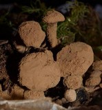 Asterophora lycoperdoides image