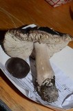 Tricholoma atroviolaceum image