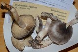 Tricholoma virgatum image