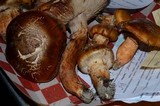Tricholoma focale image