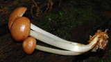 Mycena rutilantiformis image