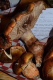 Tricholoma focale image