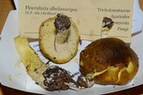 Floccularia albolanaripes image