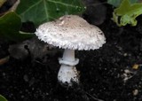 Leucoagaricus barssii image