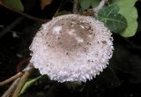 Leucoagaricus barssii image