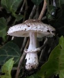 Leucoagaricus barssii image