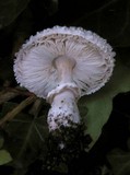 Leucoagaricus barssii image