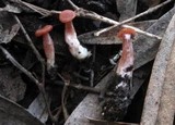 Laccaria fraterna image