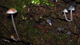 Mycena subcaerulea image