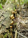 Pholiota alnicola image