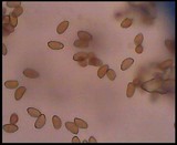Inocybe pusio image