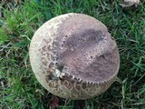 Calvatia cyathiformis image