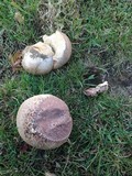 Calvatia cyathiformis image