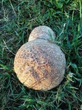 Calvatia cyathiformis image