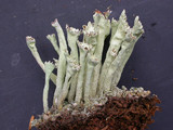 Cladonia sulphurina image