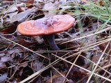 Ganoderma curtisii image