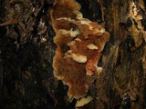 Merulius tremellosus image