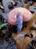 Ganoderma curtisii image