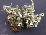 Cladonia sulphurina image