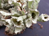 Cladonia sulphurina image