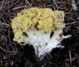 Ramaria magnipes image