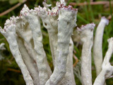 Cladonia sulphurina image