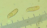 Ramaria magnipes image