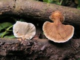 Hexagonia tenuis image
