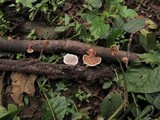 Hexagonia tenuis image
