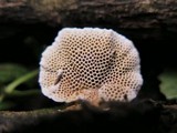 Hexagonia tenuis image