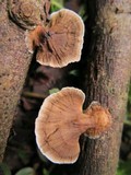 Hexagonia tenuis image