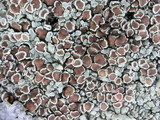 Lecanora muralis image