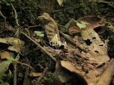 Isaria tenuipes image
