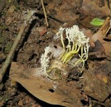 Isaria tenuipes image