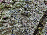 Mycoblastus sanguinarius f. sanguinarius image