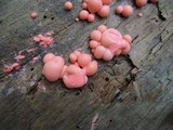 Lycogala epidendrum image
