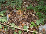Parasola conopilea image