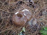 Russula smithii image