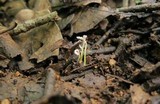 Isaria tenuipes image
