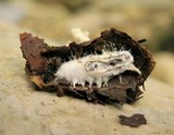 Isaria tenuipes image