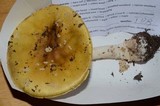 Amanita muscaria var. formosa image