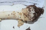 Amanita muscaria var. formosa image